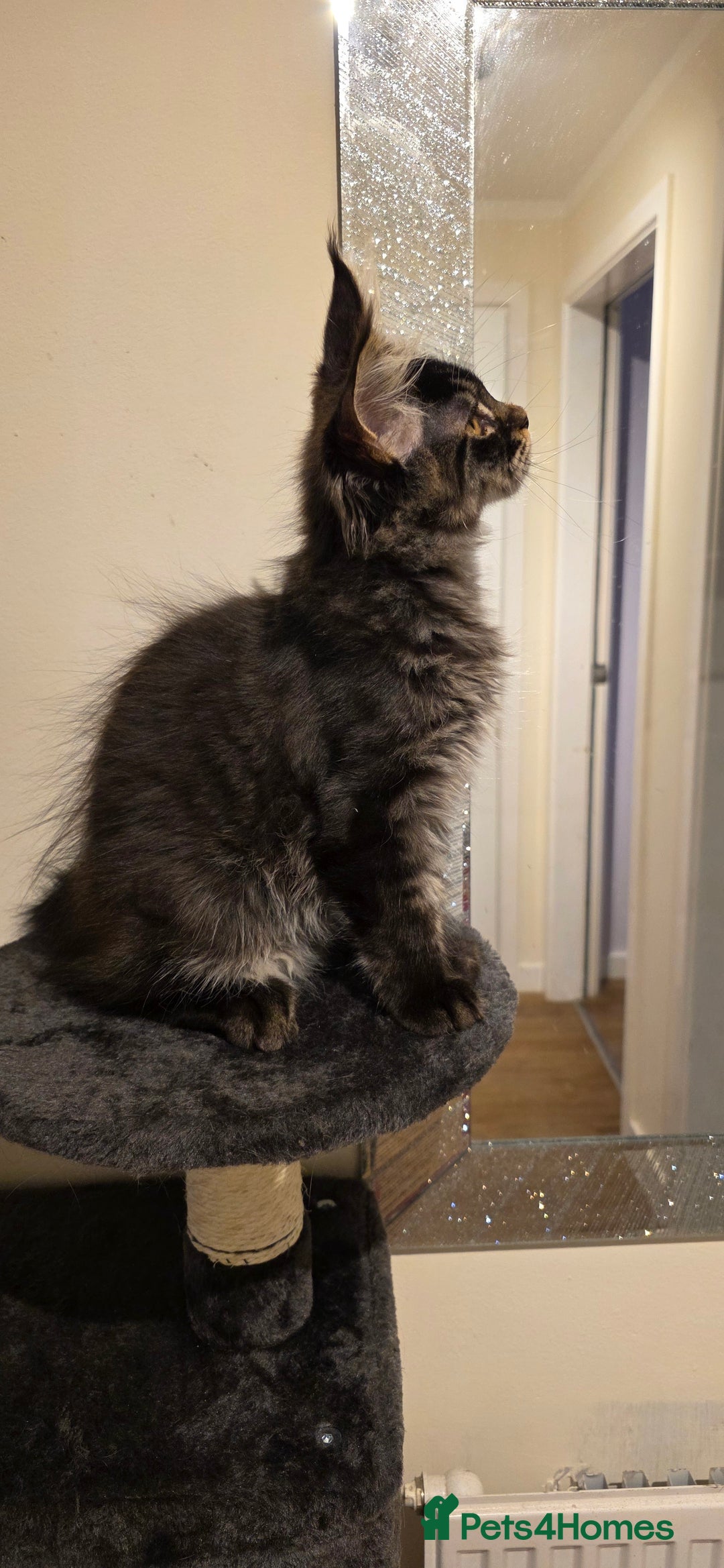 Maine Coon cats for sale: PURE BREED MAINE COONS KITTENS Delivery available - Image 8