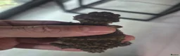 Gecko reptiles for sale: 1.1 Nephrurus asper – Rough Knob-Tailed Gecko | CB - Advert 3