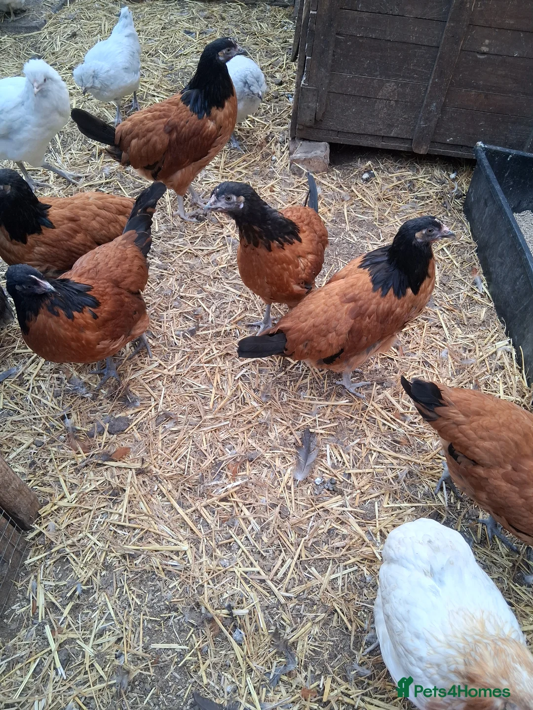 Chickens poultry for sale: Vorverk chickens all female  - Advert 2