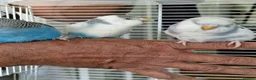 Budgerigars birds for sale: Super silly hand tamed baby budgies  - Advert 11