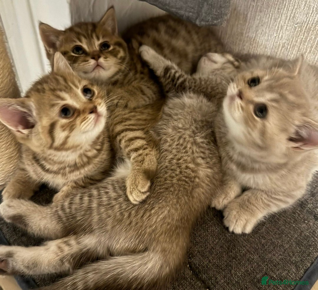 British Shorthair cats for sale: Amazing BSH kittens. READY TO GO!!! - Image 4