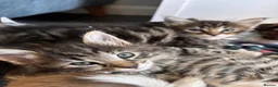 Mixed Breed cats for sale: 6 beautiful kittens. Excellent colours - Advert 23