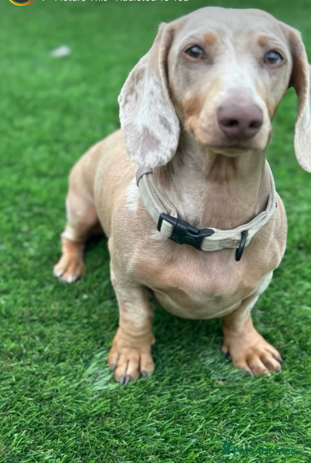 Miniature Dachshund dogs for sale: 💙𝐓𝐨𝐩 𝐛𝐥𝐨𝐨𝐝𝐥𝐢𝐧𝐞 𝐁𝐨𝐲𝐬 💙 - Advert 10