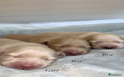 Miniature Dachshund dogs for sale: CREAM MINIATURE DACHSHUNDS💛 - Image 2