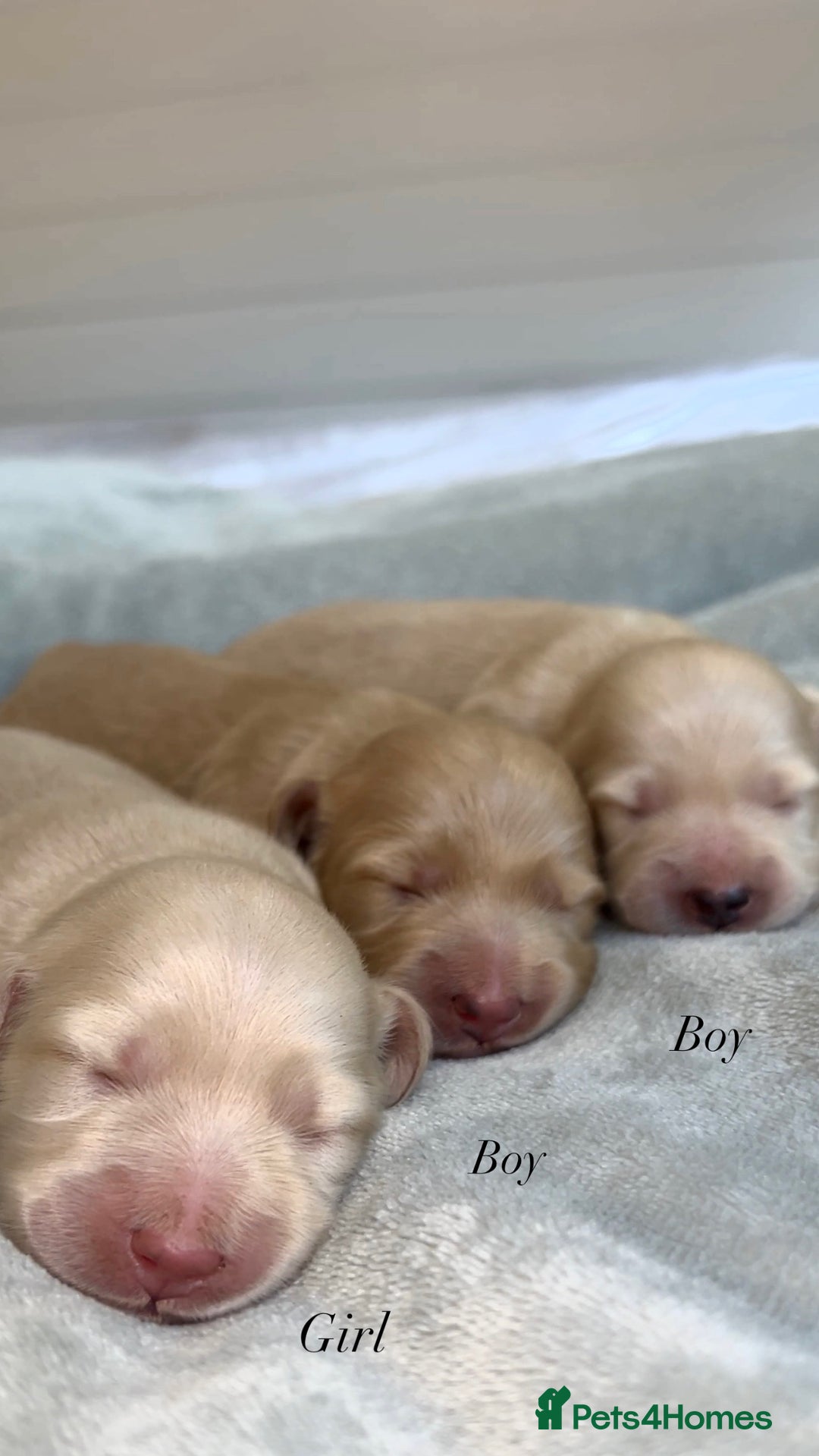 Miniature Dachshund dogs for sale: CREAM MINIATURE DACHSHUNDS💛 - Image 2