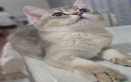 British Shorthair cats for sale: Golden Shaded Kittens looking for Loving Homes!  - Image 24