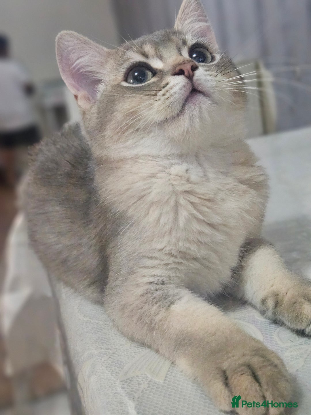 British Shorthair cats for sale: Golden Shaded Kittens looking for Loving Homes!  - Image 24
