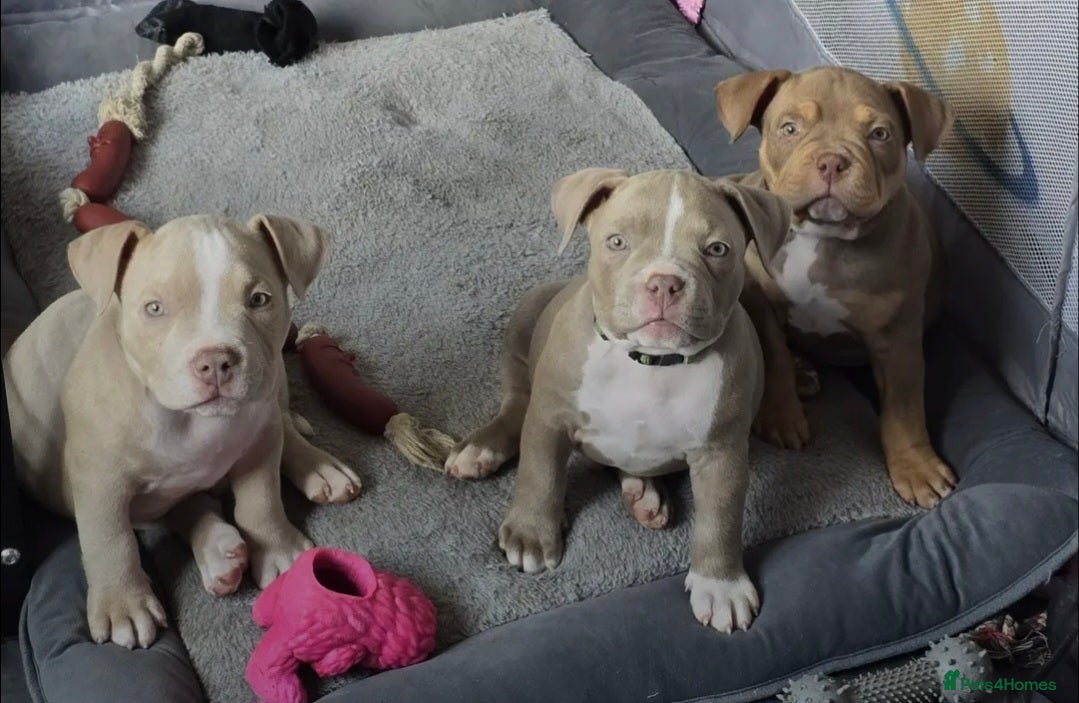 American Bully dogs 3 beautiful pocket bullies  - Advert 3