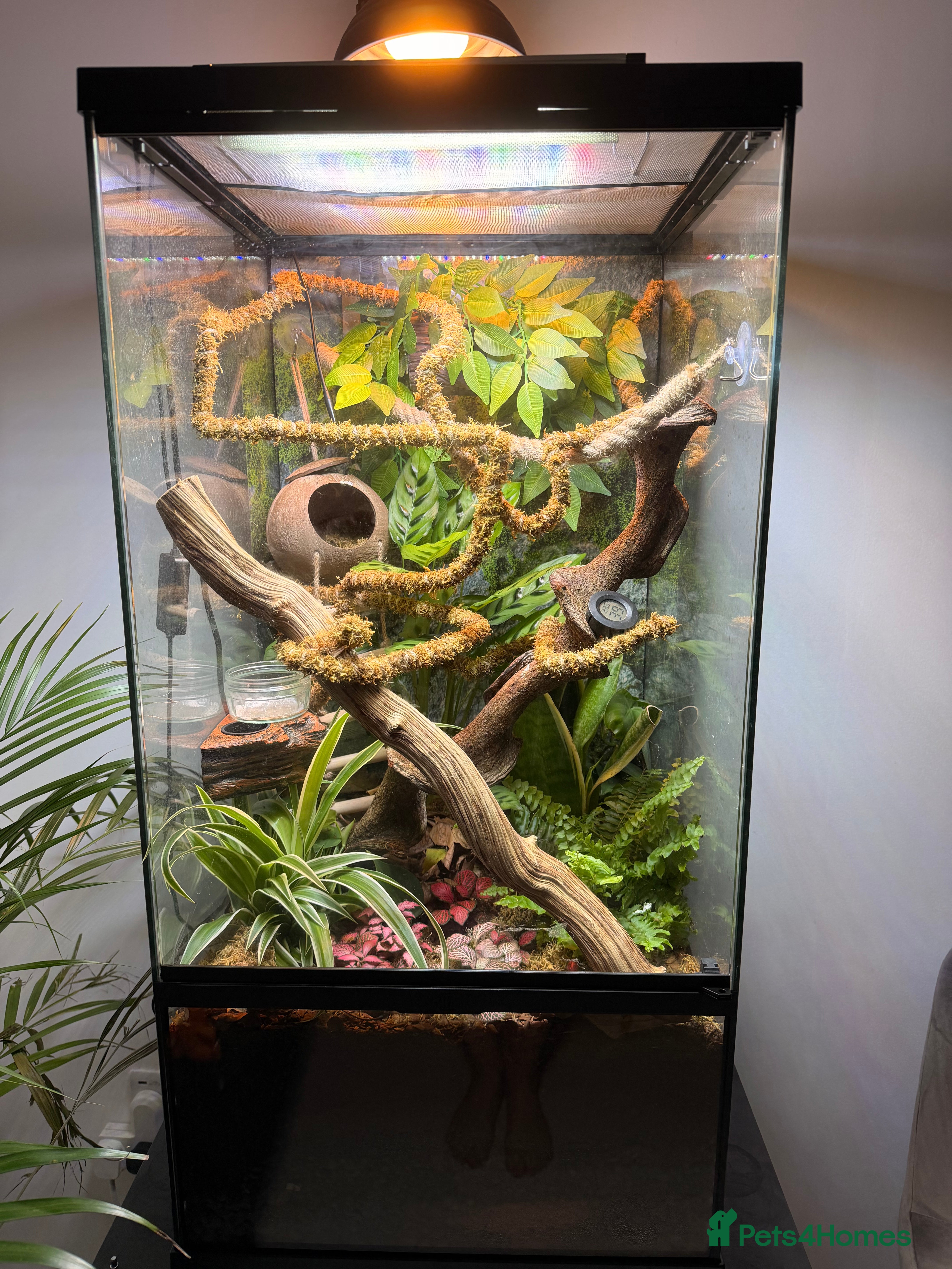 Gecko reptiles Male crested gecko and bio active vivarium in Rugby - Advert 1