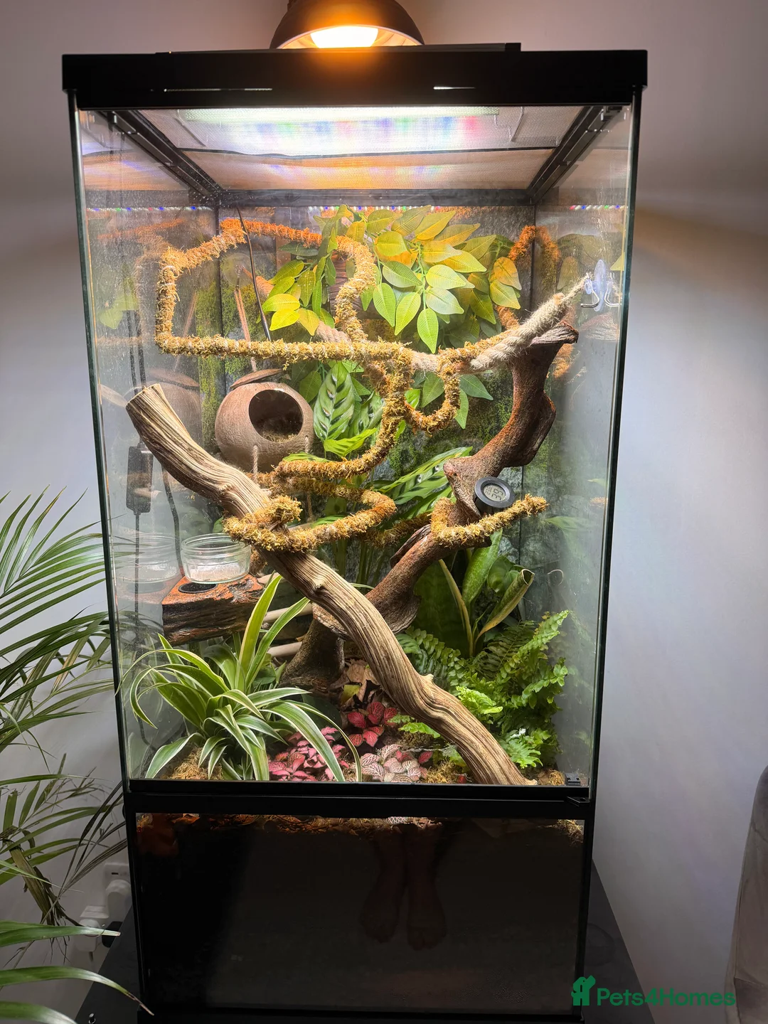 Gecko reptiles for sale: Male crested gecko and bio active vivarium - Advert 1