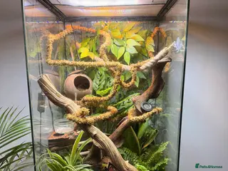 Gecko reptiles Male crested gecko and bio active vivarium in Rugby - Advert 1