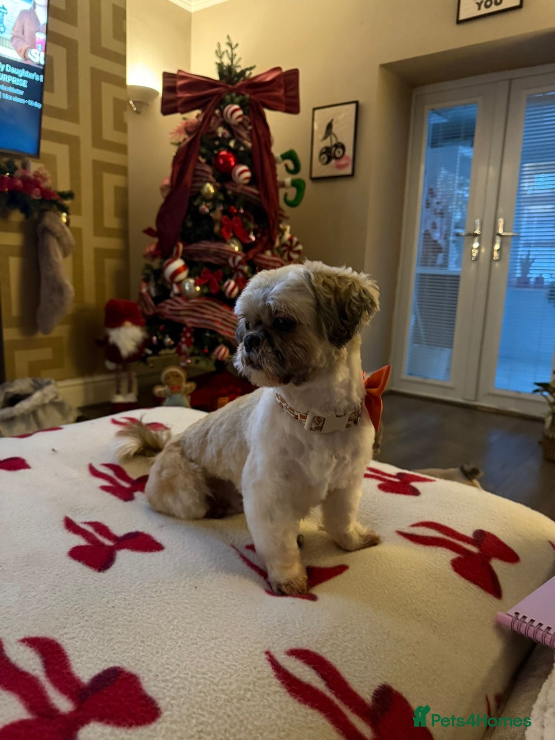 Shih Tzu dogs for stud: Imperial shih tzu stud ( miniature shih tzu )  - Advert 4