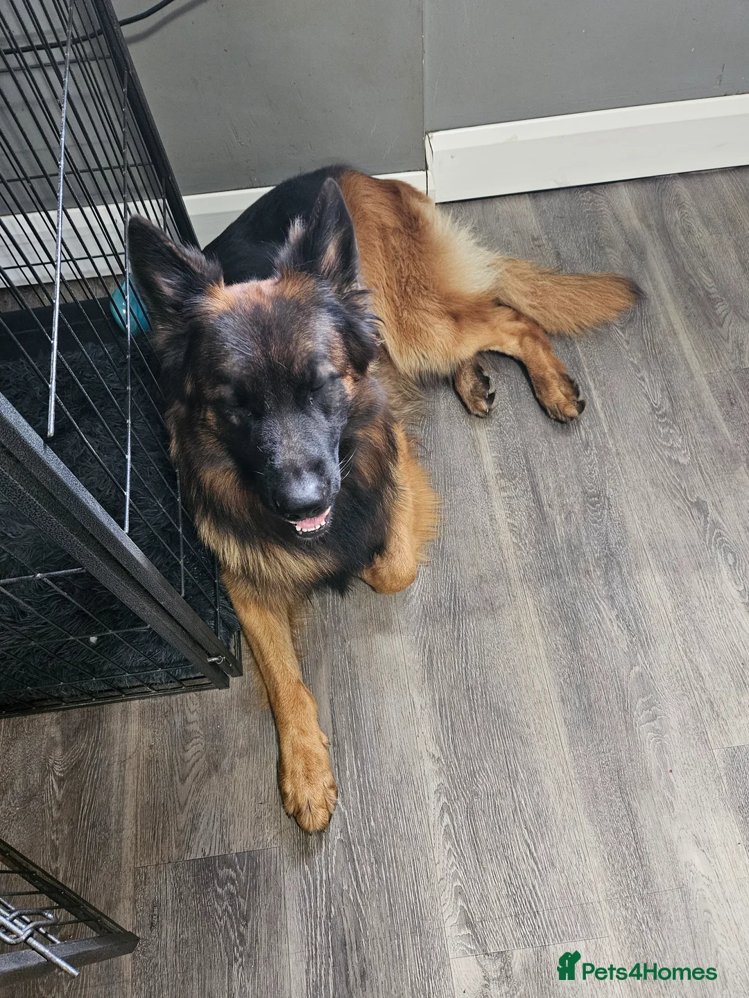 German Shepherd dogs for sale: GLENCONNER GERMAN SHEPHERDS - Advert 2
