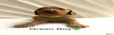 3 Green Boy Cockapoo