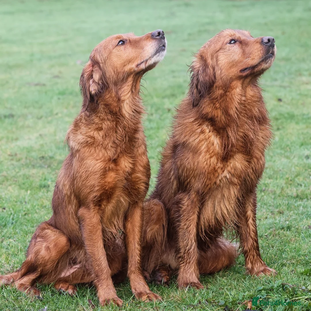 Golden Retriever dogs for stud: 0/0 Hips DNA Clear Handsome KC Reg Stud Dog in Newmarket - Advert 4