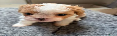 Mixed Breed 4