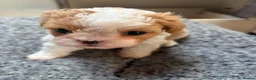 Mixed Breed dogs for sale: Cookie - Advert 6