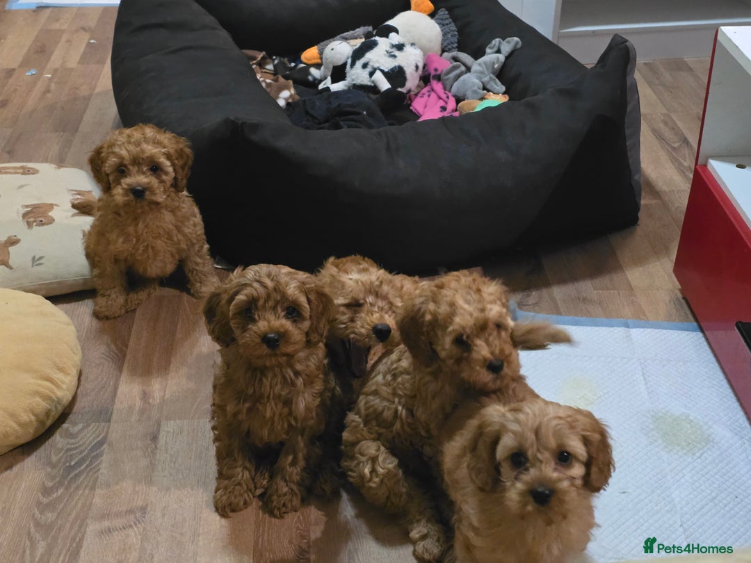 Cavapoo dogs for sale: For sale  - Advert 2