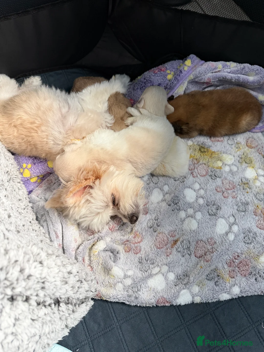 Maltipom dogs for sale: Multipom mojos for sale - Advert 25