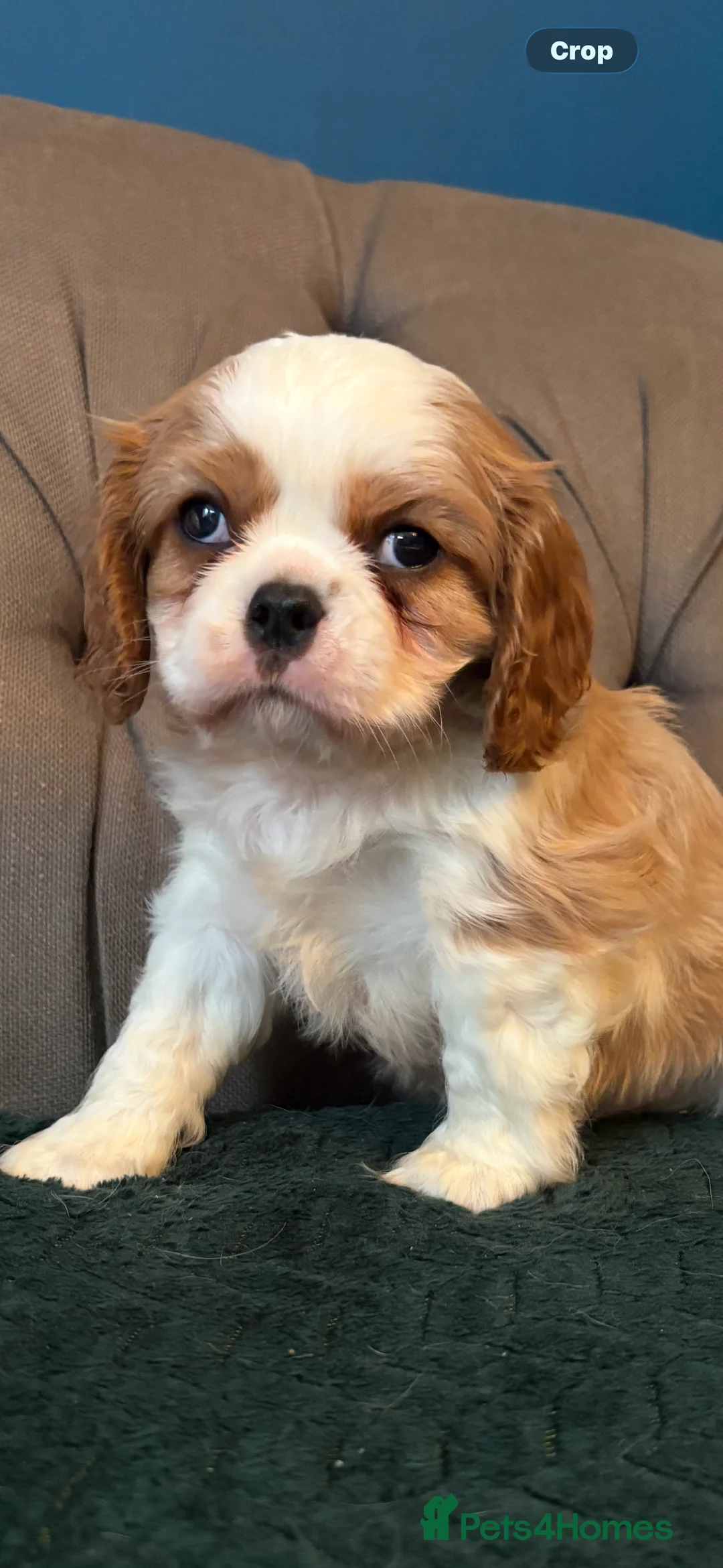 Cavalier King Charles Spaniel dogs for sale: KC PEDIGREE CAVALIER KING CHARLES - Advert 31