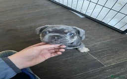 French Bulldog dogs for sale: Puppy French bulldogs - Image 6