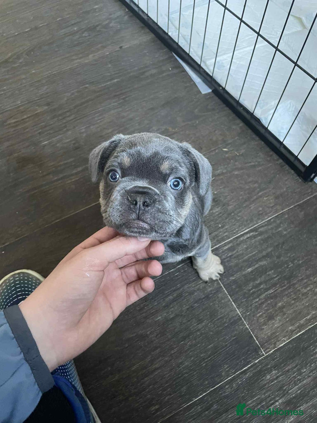 French Bulldog dogs for sale: Puppy French bulldogs - Image 6