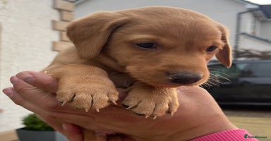Labrador Retriever dogs - Advert 8