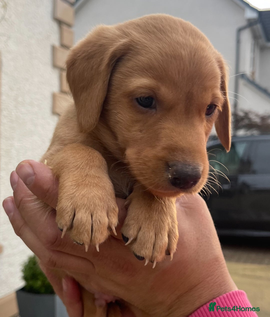 Labrador Retriever dogs for sale: Fox Red Labrador Puppies  - Image 3