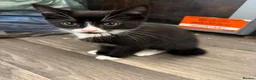 Mixed Breed cats for sale: Kittens  - Advert 1