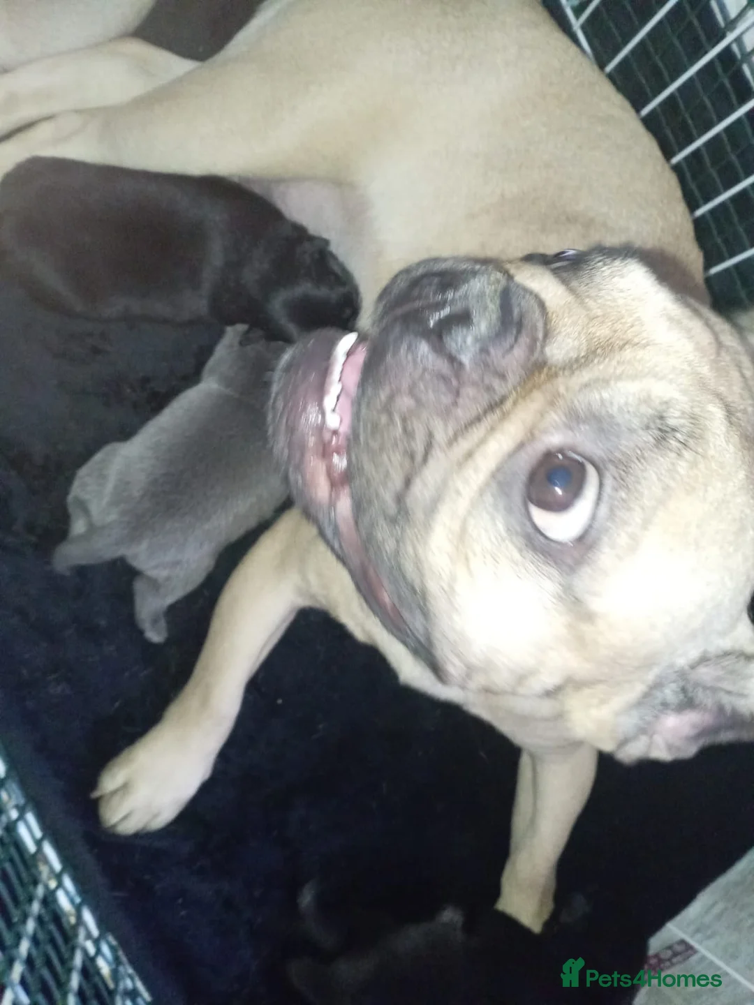 Mixed Breed dogs for sale: French bulldog x german spitz in Wigan - Advert 2