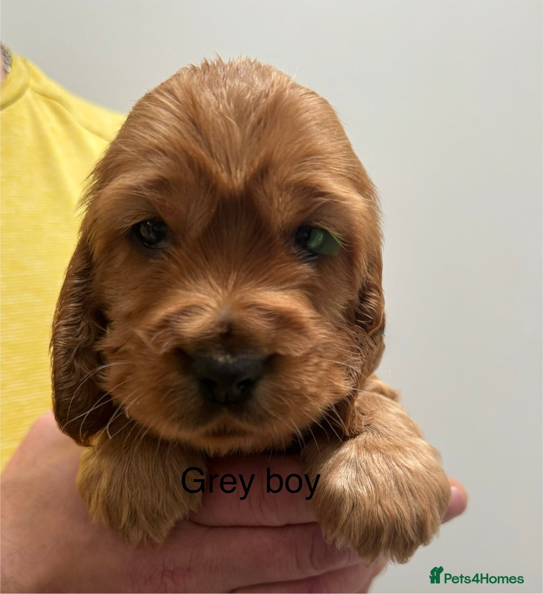 Cocker Spaniel dogs for sale: Show type cocker spaniels - Advert 4