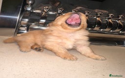 Pomeranian dogs for sale: Champion bloodline Pomeranian puppies  - Image 5