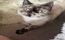 Exotic cats for sale: Fawn colour point Merle Exotic  - Image 5