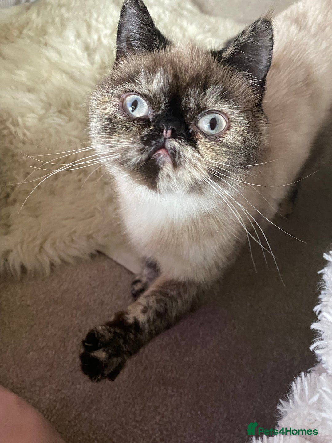 Exotic cats for sale: Fawn colour point Merle Exotic  - Image 5