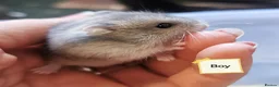 Hamster rodents for sale: Baby Winter white dwarf hamsters  - Advert 2