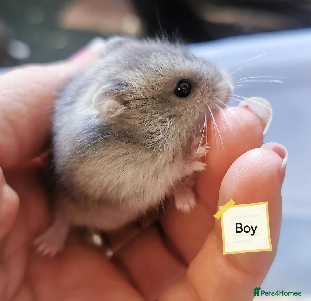 Hamster rodents for sale: Baby Winter white dwarf hamsters  - Advert 2