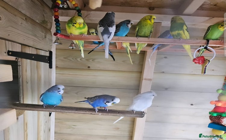 Budgerigars birds - Advert 6