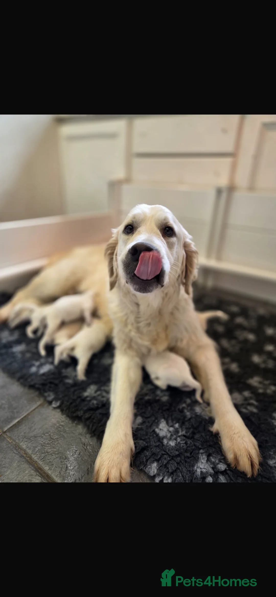 Golden Retriever dogs for sale: Beautiful golden retrievers pups  - Advert 3