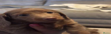 Miniature Dachshund 1
