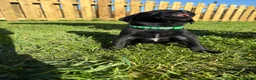 Labrador Retriever dogs for sale: Black labrador puppies KC registered. in Berwick-upon-Tweed - Advert 16