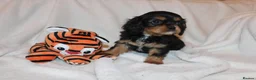 Cavalier King Charles Spaniel dogs for sale: Gorgeous Cavalier King Charles Spaniel puppies - Advert 35