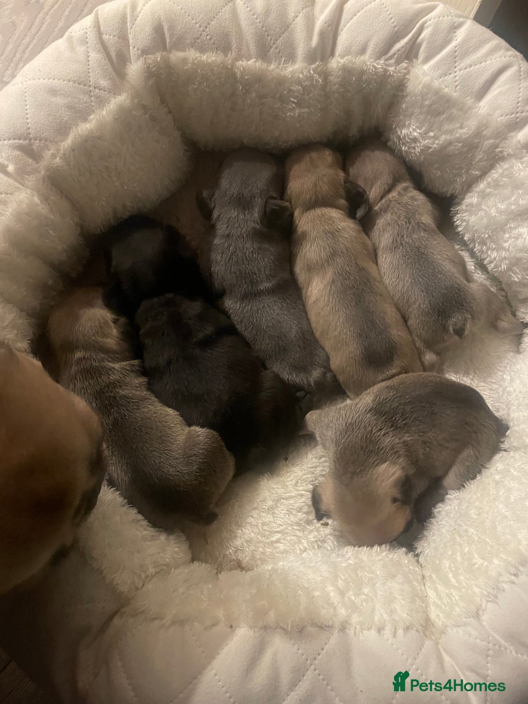 French Bulldog dogs for sale: French Bulldog Puppies - Advert 7