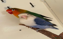 Lovebirds birds for sale: Proven breeding pair for Sale - Image 9