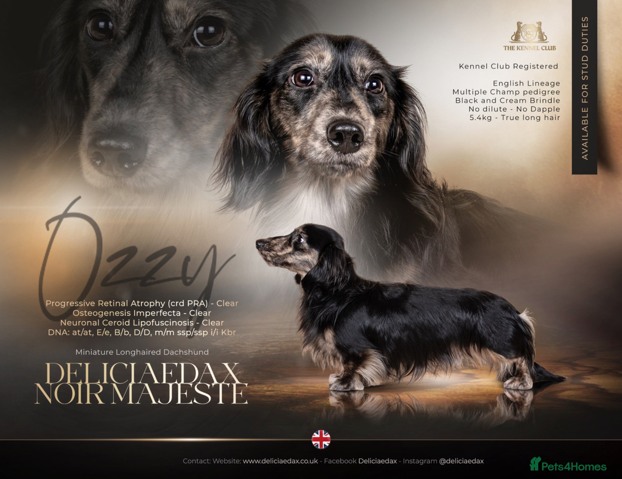 Miniature Dachshund dogs KC Reg Health Tested L/H Black & Cream Brindle - Advert 8