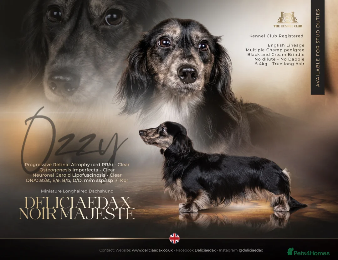 Miniature Dachshund dogs for stud: KC Reg Health Tested L/H Black & Cream Brindle - Advert 1
