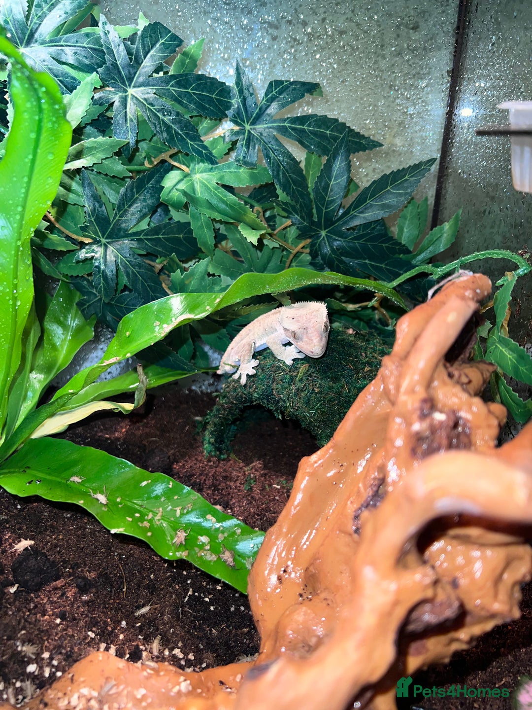 Gecko reptiles for sale: Crested gecko - Advert 6