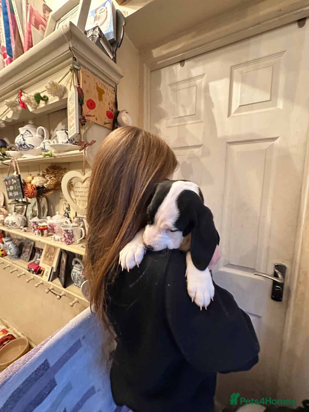 Mixed Breed dogs for sale: Surprise Litter - 5 puppies 2 girls 3 boys - Advert 5