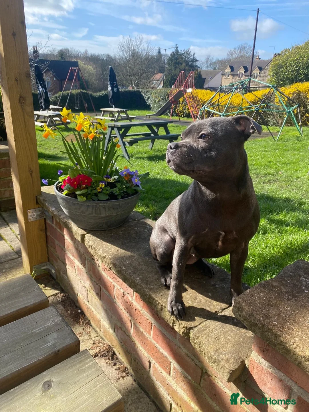 Staffordshire Bull Terrier dogs for sale: STUNNING BLUE STAFFY PUPPIES  in Derby - Advert 1