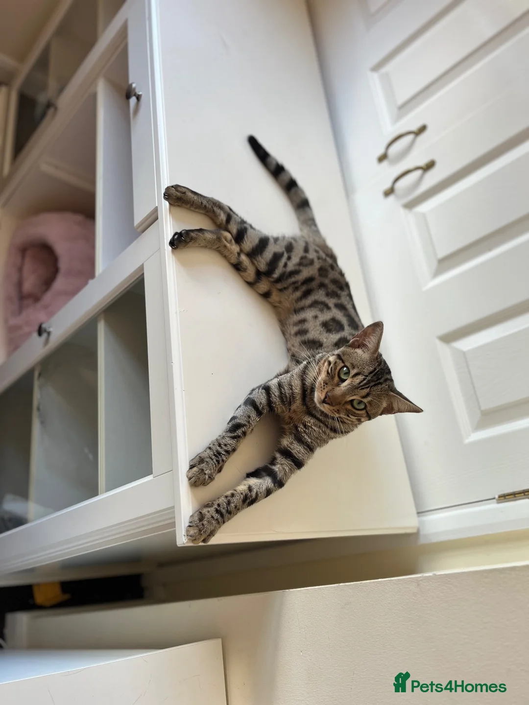 Bengal cats for sale: 🐆 Beautiful 1-Year-Old Bengal Boy ❤️ - Advert 2