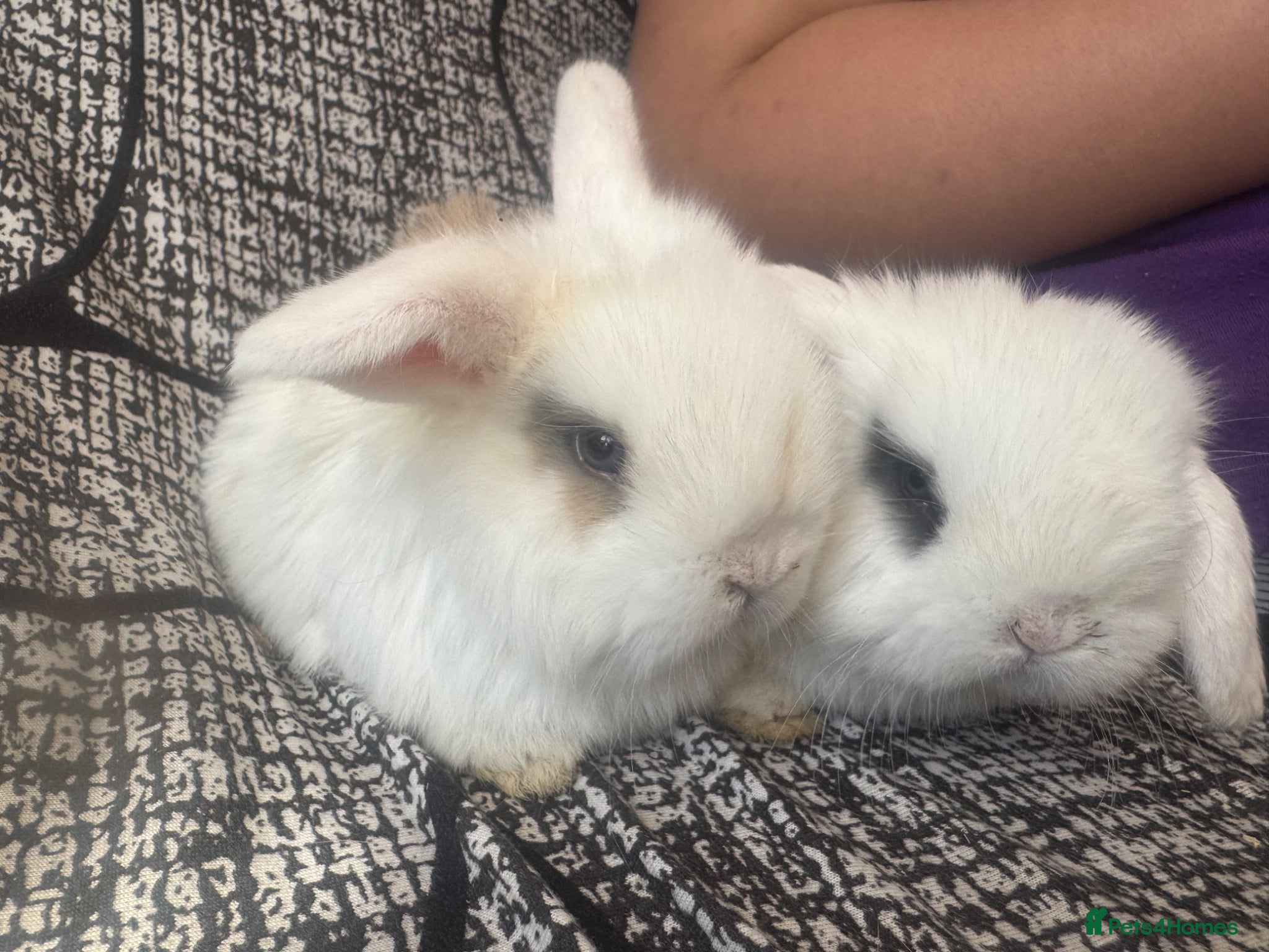 Mixed Breed rabbits Baby mini lops  - Advert 19